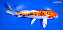 9" HEISEI NISHIKI