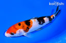 6" SANKE