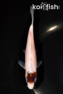 5.5" BUDO GOROMO