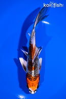 7" BENI GINGA BUTTERFLY