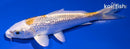 4.75" GINRIN LEMON HARIWAKE