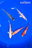 PACK OF (5) 4.25" STANDARD KOI