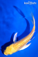 4.5" GINRIN YAMABUKI OGON BUTTERFLY