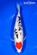 12.25" TANCHO SANKE