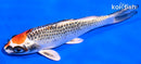 5.5" KUJAKU