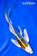 5.5" KUJAKU BUTTERFLY