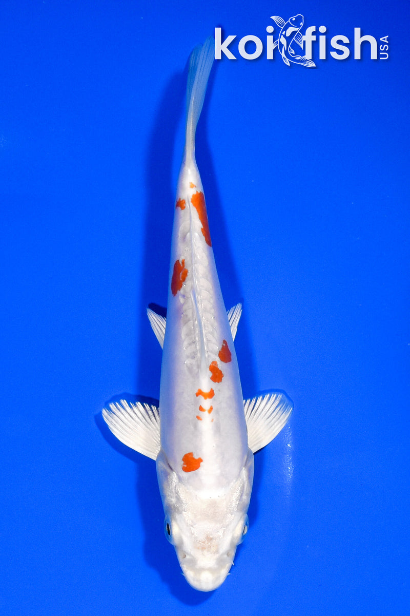 5.75" KIKUSUI