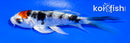 4" TANCHO HEISEI NISHIKI BUTTERFLY