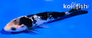 4" GINRIN SHIRO BEKKO