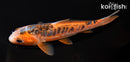 5.75" HI SHUSUI