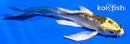 4" GINRIN KI MATSUBA BUTTERFLY