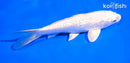 6" GINRIN PLATINUM OGON