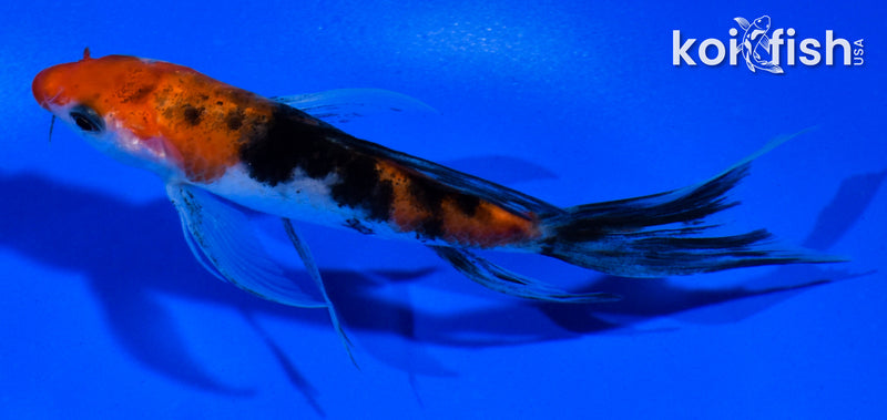 4.5" SANKE BUTTERFLY