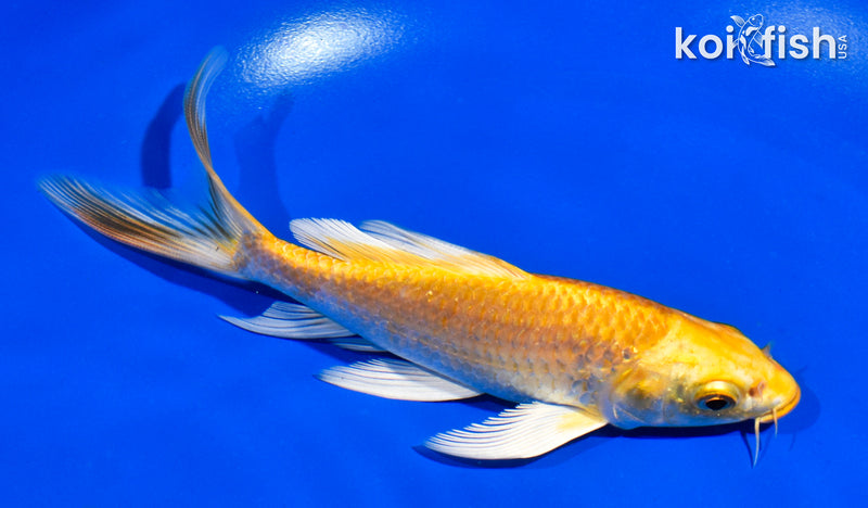 5.5" YAMABUKI OGON BUTTERFLY