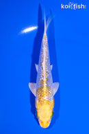 5" GINRIN LEMON HARIWAKE