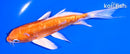 5.5" ARAGOKE ORENJI OGON BUTTERFLY