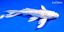 7.5" DOITSU PLATINUM OGON BUTTERFLY