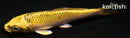 4.25" KUJAKU
