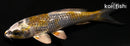 4.25" GINRIN KAGE OCHIBA SHIGURE