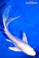 5" GINRIN PLATINUM OGON BUTTERFLY