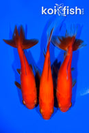 PACK OF (3) 4.5-65" ASSORTED GOLDFISH