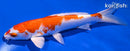 7.75" KUCHIBENI HARIWAKE