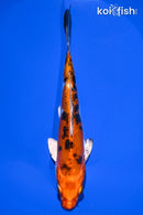 6.5" HEISEI NISHIKI
