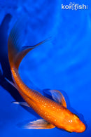 5" GINRIN ORENJI OGON BUTTERFLY