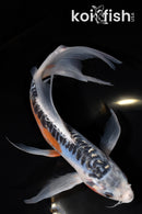 8.25" SHUSUI BUTTERFLY