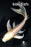 7.25" DOITSU HARIWAKE BUTTERFLY