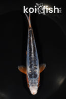 5.5" SHUSUI