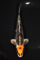 7.25" KUJAKU