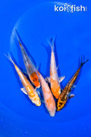 PACK OF (5) 4.5-4.75" STANDARD KOI