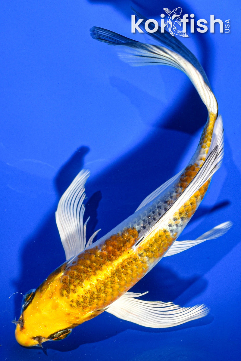 7" KUJAKU BUTTERFLY