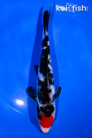 7" TANCHO KUCHIBENI