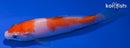 4.25" KOHAKU