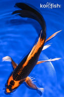 8.75" KIN ORENJI MATSUBA BUTTERFLY
