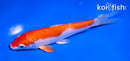 6" HARIWAKE