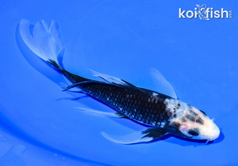 7.5" MATSUKAWABAKE BUTTERFLY