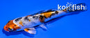 4" YAMATO NISHIKI