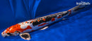 14.5" BENI KIKOKURYU