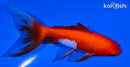 4.75" WATONAI GOLDFISH