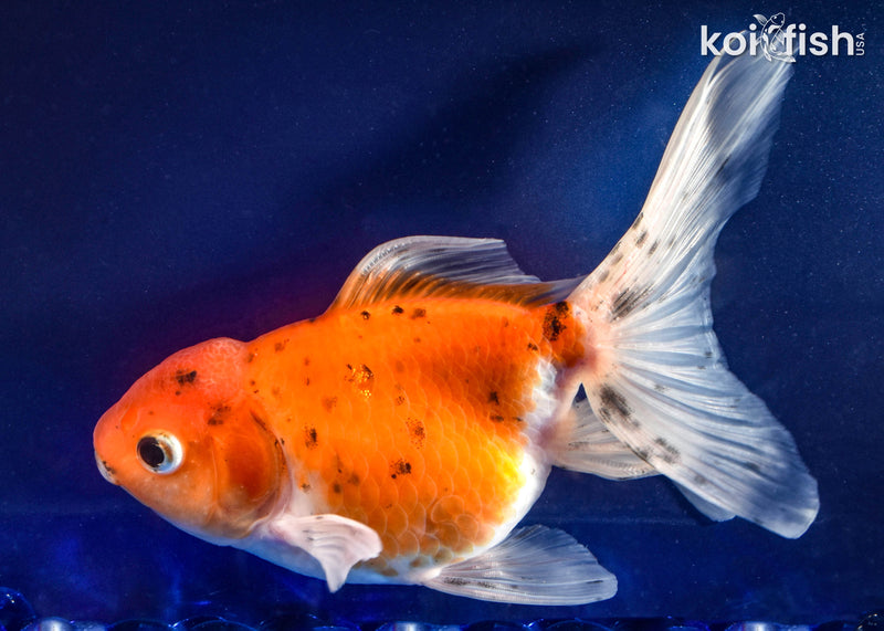 6.5" ORANDA GOLDFISH