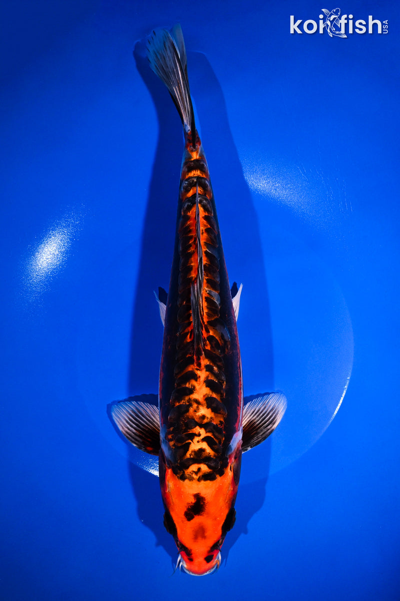 12" BENI KIKOKURYU