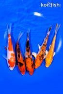 PACK OF (5) 5-5.25" STANDARD KOI