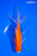 6" WATONAI GOLDFISH