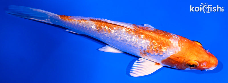 5.25" GINRIN HARIWAKE