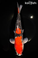 12.75" GOSHIKI