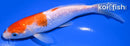 6.5" GINRIN KOHAKU