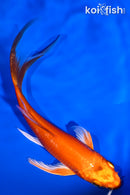 5.75" ORENJI OGON BUTTERFLY